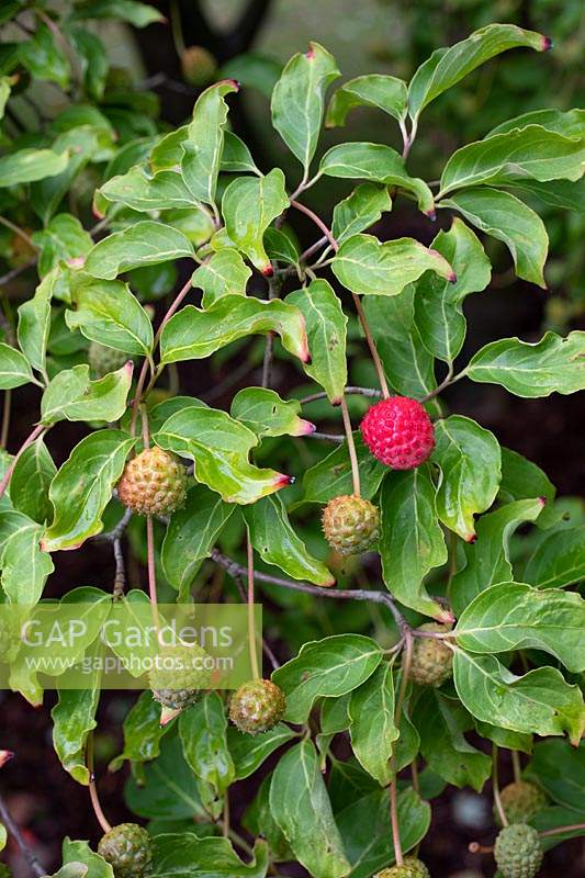 Cornus 'Norman Hadden' - Dogwood - ripe and unripe fruit