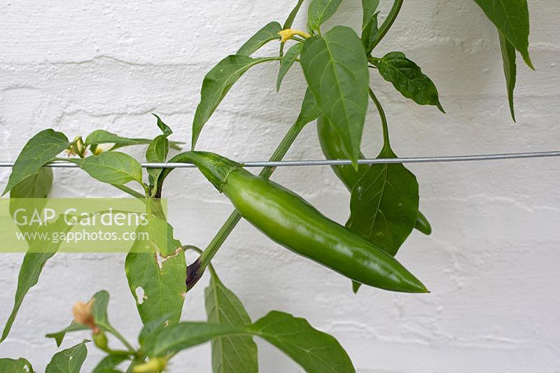 Capsicum annuum - Bulgarian Fish Chilli - green pepper fruit on plant trained against a wall with horizontal wires