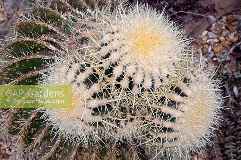 Echinocactus grusonii - Golden barrel cactus