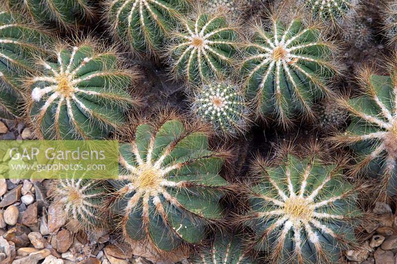 Looking down on Parodia magnifica 
