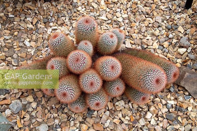 Looking down on Mammillaria spinosissima in gravel bed