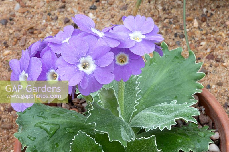 Primula marginata 'Linda Pope' - in terracotta pot plunged into a sand bed in alpine house