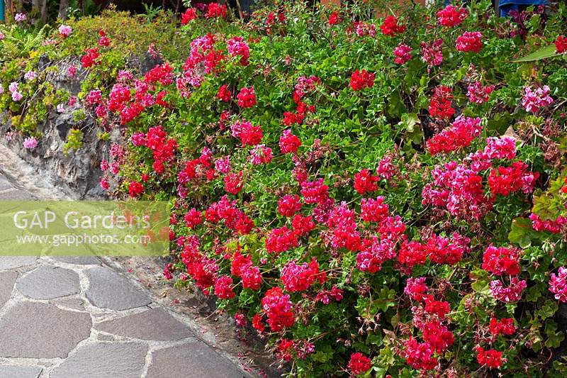 Pelargonium trailing over raised bed by paved path 