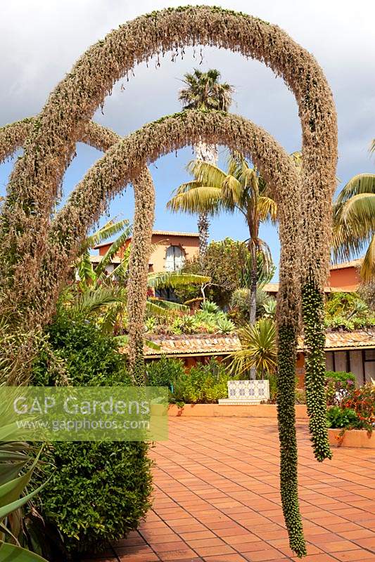 Agave attenuata - Foxtail agave at The Botanical gardens at Hotel Jardim Splendida, Canico, Madeira, Portugal. 