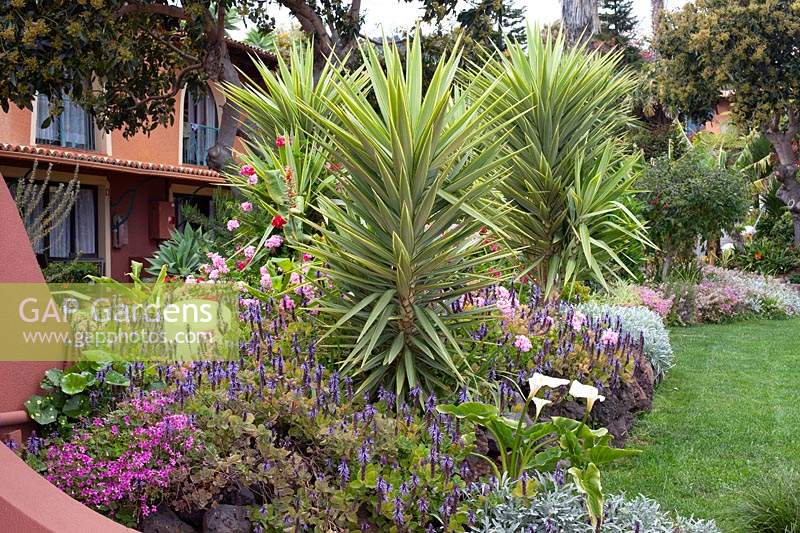 Yuccas in the Botanical gardens at Hotel Jardim Splendida, Canico, Madeira