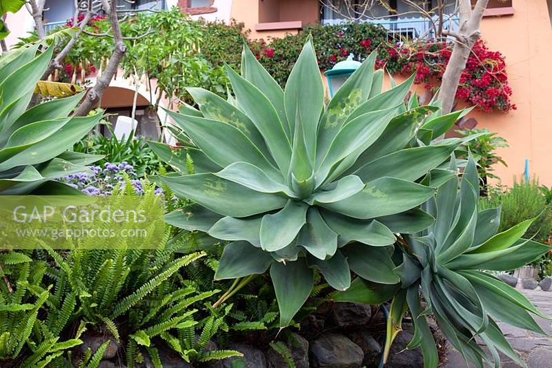 Agave attenuata in a raised bed 