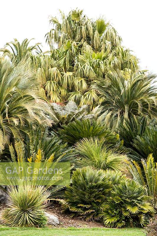 Palms, Cycads, olives trees, Dasylirion longissimum and Yucca in a tropical border
