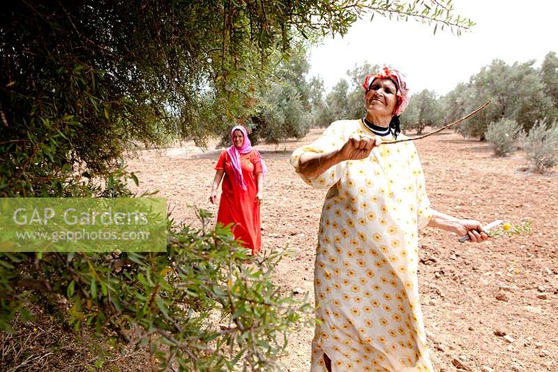 Women collecting of argan fruit from Argan trees in Morocco 