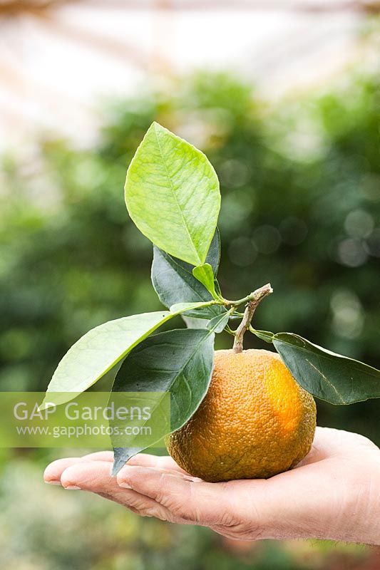 Citrus aurantium 'Cordifolia' syn 'Cuoriforme' - Bitter Orange - harvested fruit held in hand 