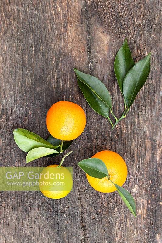 Citrus aurantium 'Frutto Liscio' - Smooth Bitter Orange - picked fruits with leaves