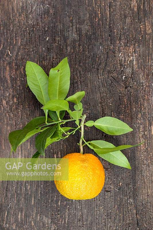 Citrus aurantium - Bitter Orange - picked fruit with foliage