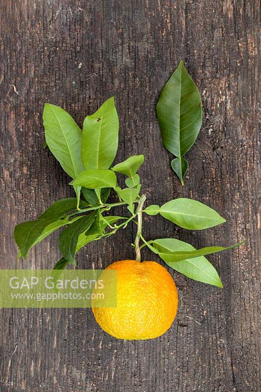 Citrus aurantium - Bitter Orange - picked fruit and foliage