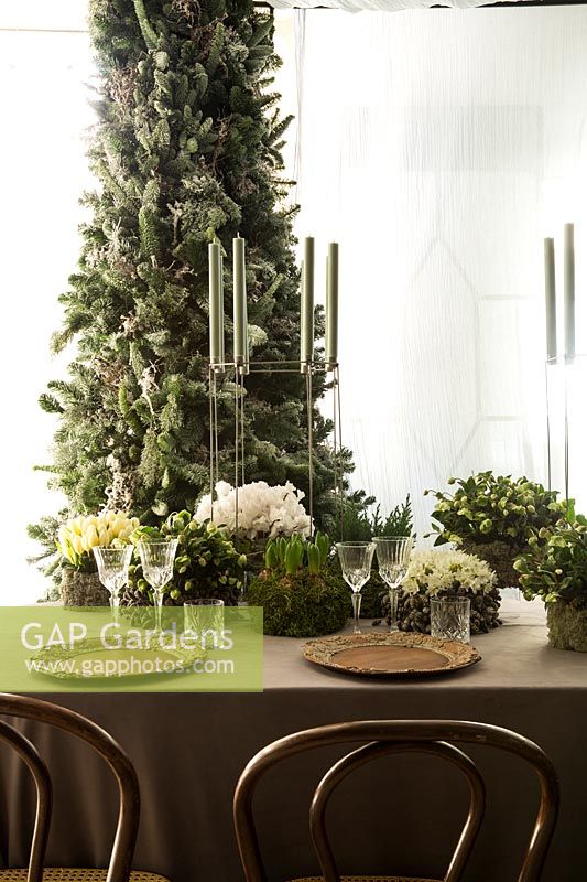 Winter floral arrangement by place settings, including Narcissus 'Paperwhite'. 