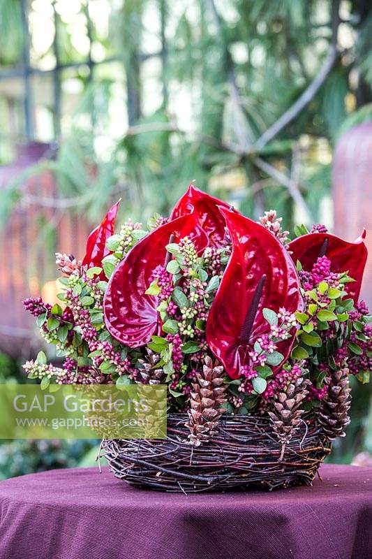 Contemporary Christmas floral bouquet, with Anthurium and pinecones. 