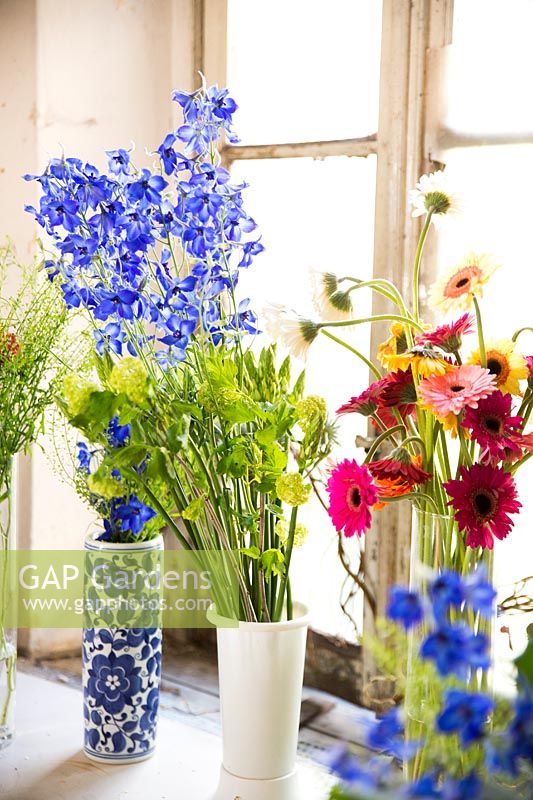 Vases of Delphinium, Ornithogalum, Thlaspi and Gerbera, on a window sill