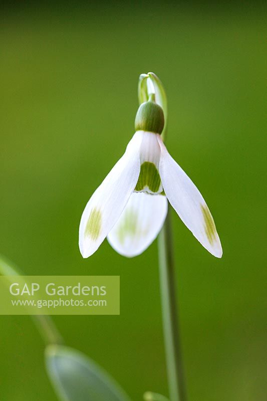 Galanthus elwesii 'Andy's Green Tipped Mono' - Snowdrop