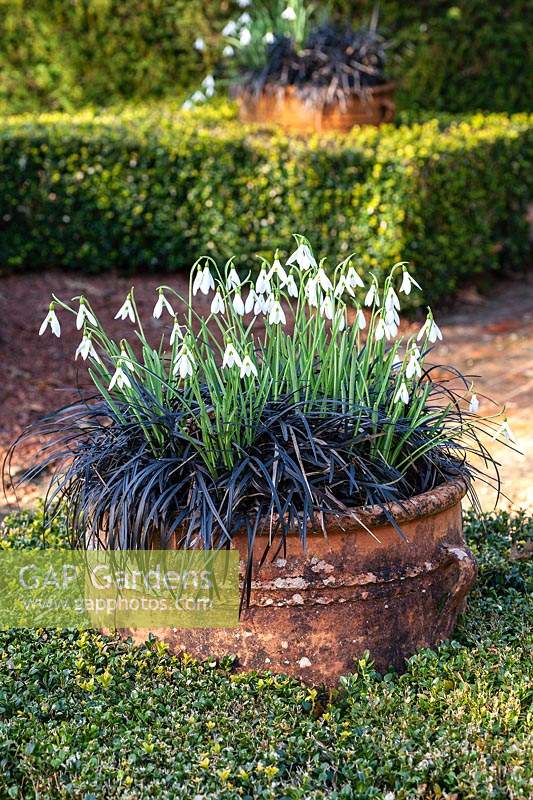 Galanthus 'James Backhouse' - Snowdrop - with Ophiopogon planiscapus 'Nigrescens' in a large container 