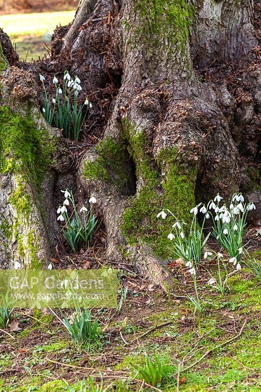 Galanthus 'S. Arnott' - Snowdrop - plants growing at base of an old tree 