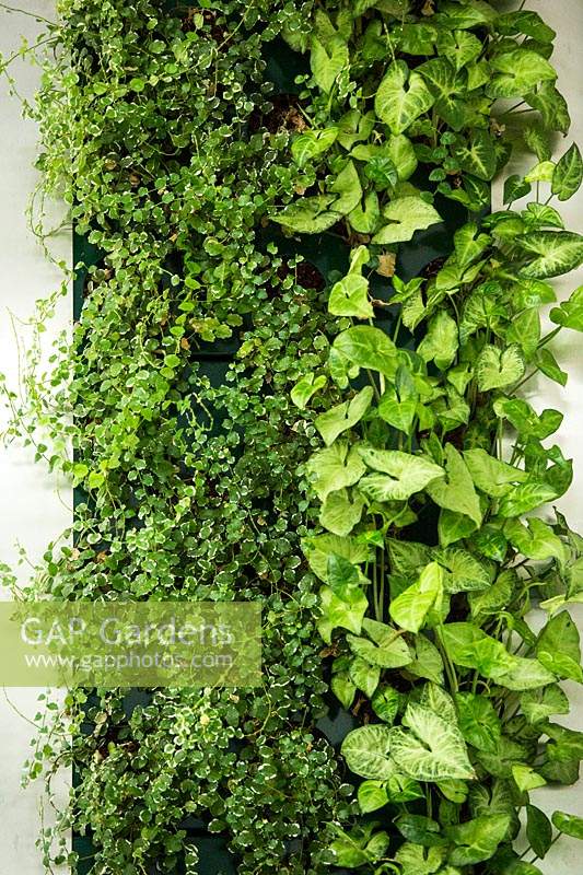 Vertical garden with Ficus repans and Syngonium