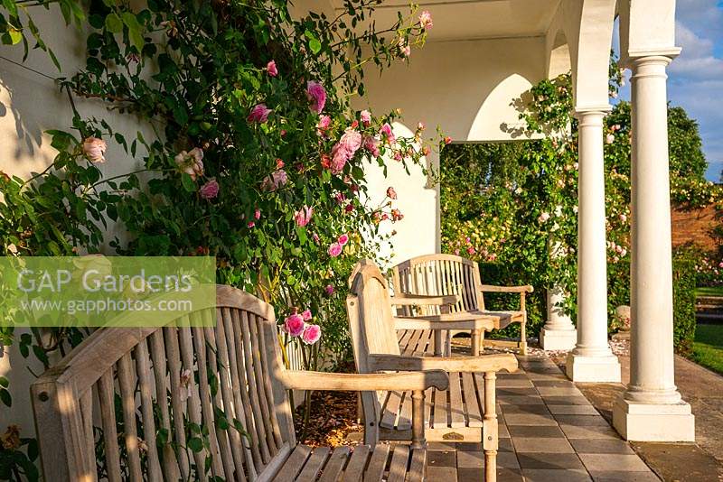 Wooden benches in front of Rosa - Climbing Rose - under loggia 