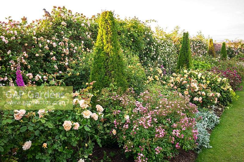 View along a border full of roses, Rosa - Climbing Rose - along wall with line of topiary pyramids with shrub roses and perennials in between and in front 