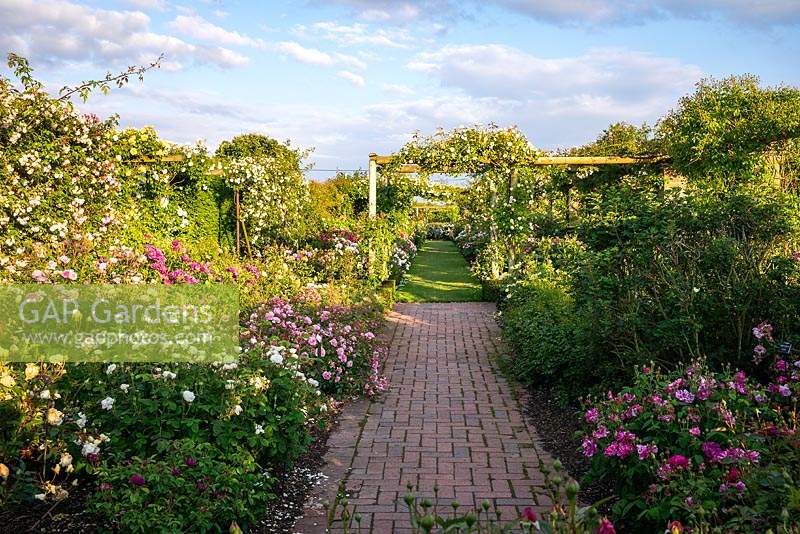 View along paved then grass path with rose beds on either side, pergola in distance 