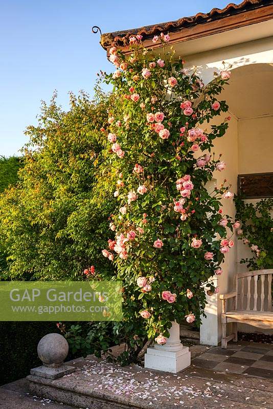 Rosa 'A Shropshire Lad' - Climbing Rose - trained up a column at corner of loggia 