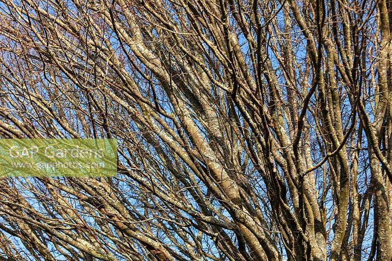 Carpinus betulus 'Fastigiata' - Hornbeam - tree branches 