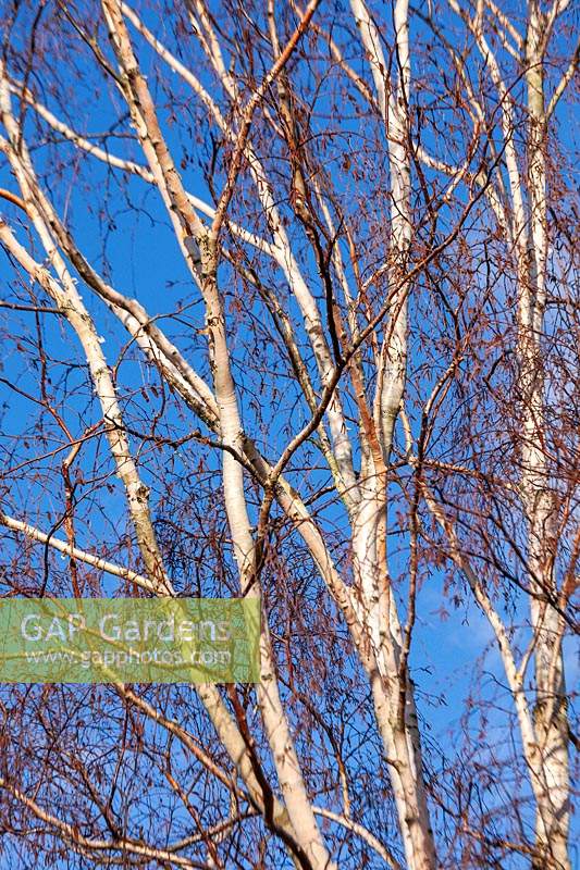 Betula utilis var. jacquemontii 'Jermyns' - Himalayan Birch - against a blue sky 