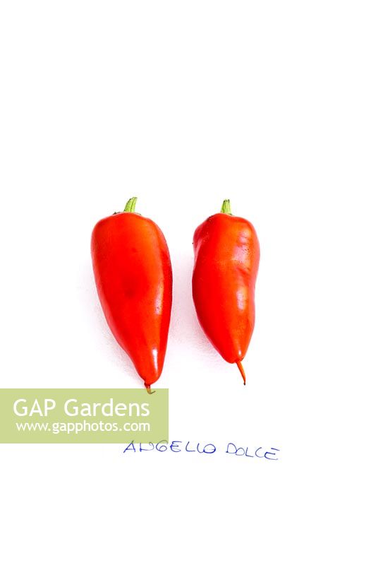 Capsicum - Sweet Angello chili peppers
