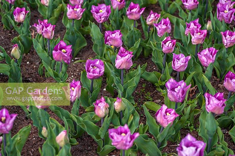  Tulipa 'Carre' -  Tulip 'Carre' 