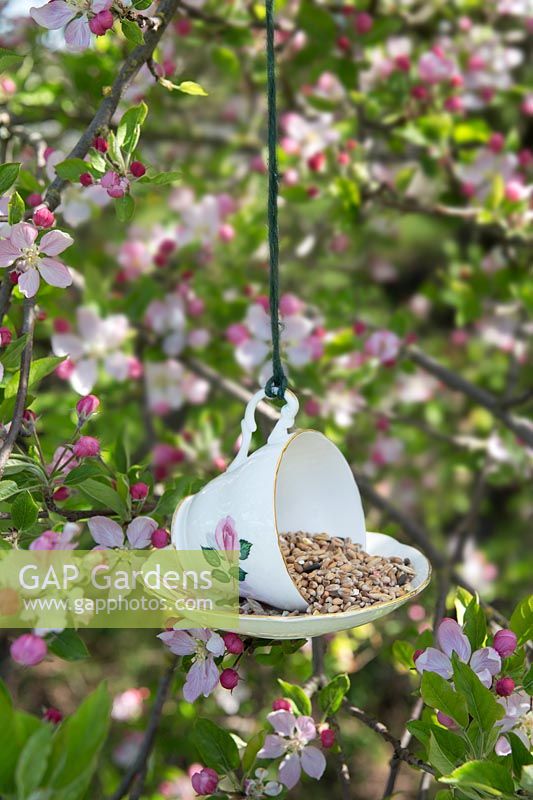 Bird feeder made from china tea cup and saucer hanging from blossoming tree.