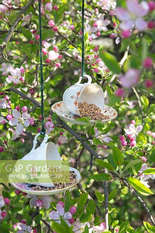 Bird feeder made from china tea cup and saucer hanging from blossoming tree.