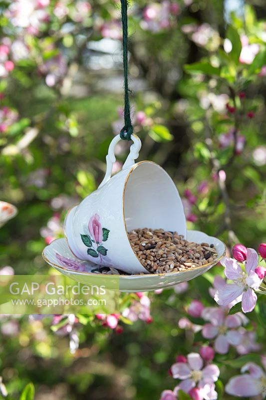 Bird feeder made from china tea cup and saucer hanging in tree surrounded by blossom