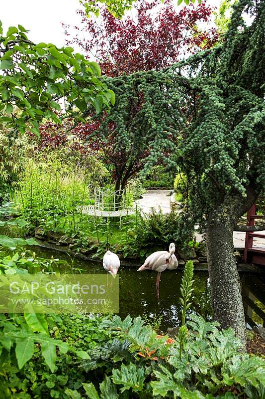 Flamingos standing in water in roof garden with mature planting, metal tree seat on bank