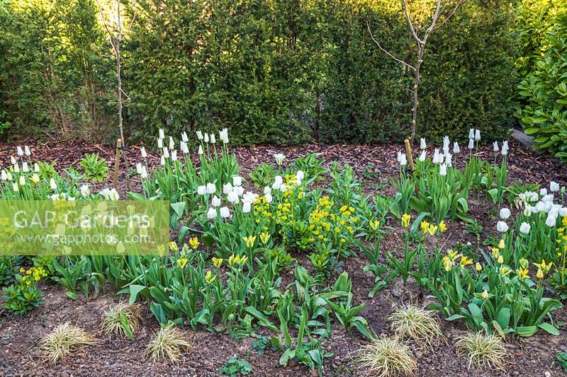 Green and White themed border with Tulipa - Tulip - 'Triumphator', 'Spring Green' and 'Yellow Spring Green' - and Euphorbia 
