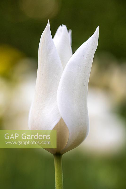 Tulipa - Tulip - 'White Triumphator'