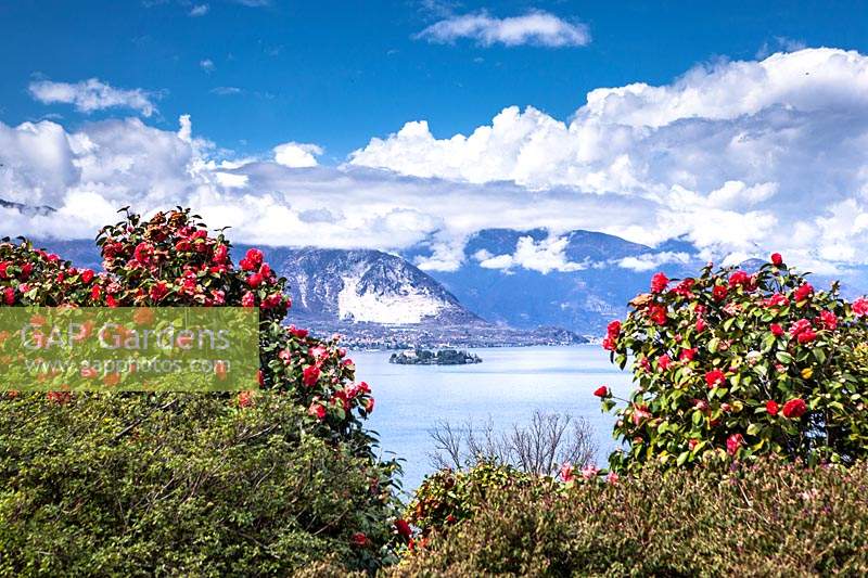 Camellia japonica with view of lake and mountains 