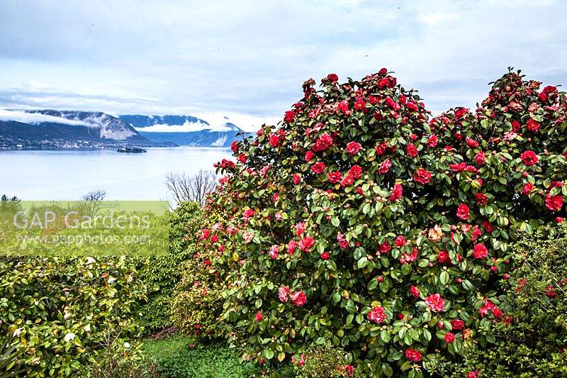 Camellia in flower with view of lake and mountains 