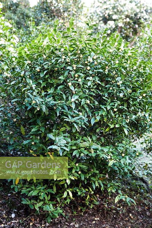 Camellia sinensis, the species used for tea 