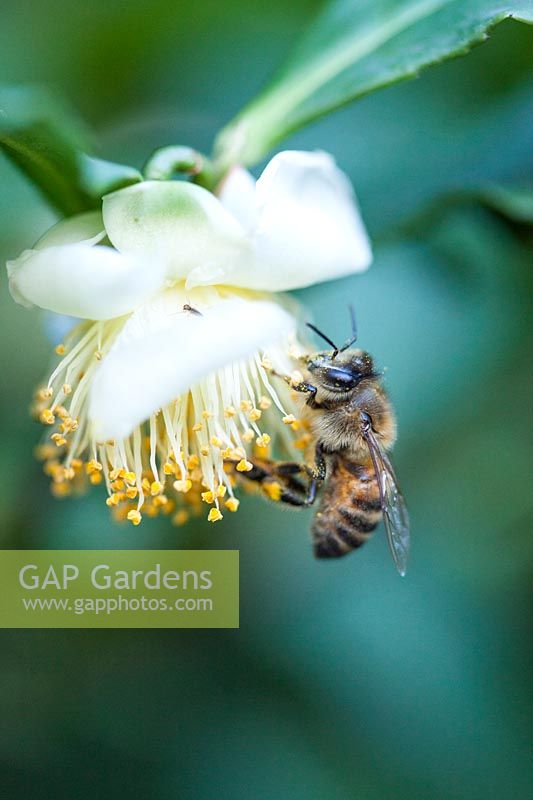 Bee on stamens of flower of Camellia sinensis, plant species used for tea