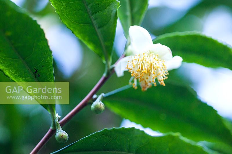 Camellia sinensis, species used for tea