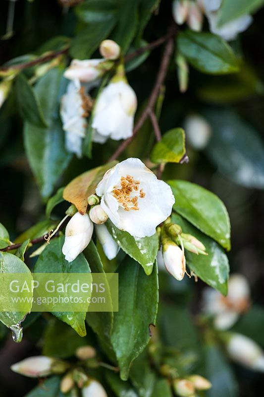Camellia fraternal, flower and buds 