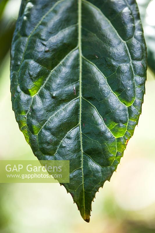 Camellia semiserrata, detail of single leaf