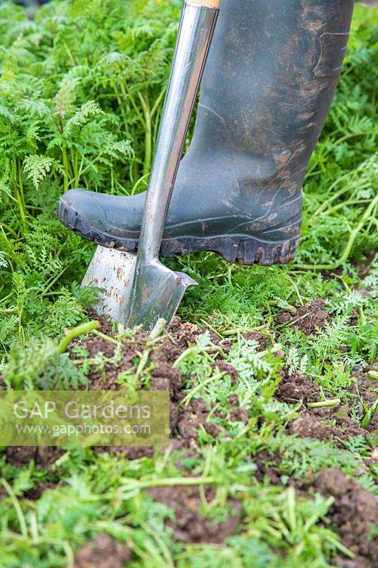 Man using spade to dig Phacelia into soil of vegetable garden