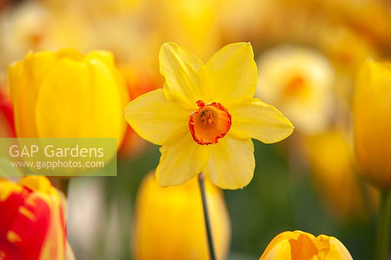 Narcissus 'Altruist' - Daffodil