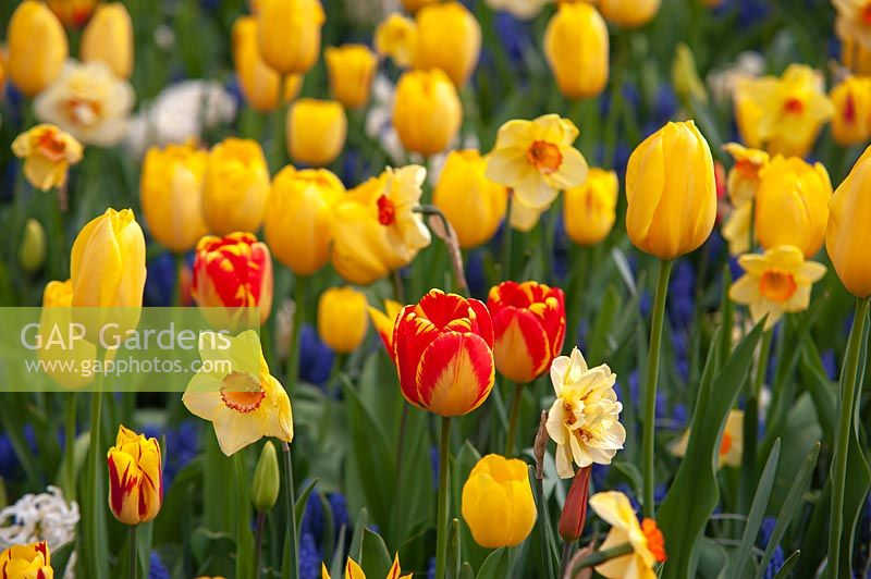 Yellow â€“ orange themed mixed flower border with Tulipa - Tulip - 'Fire Wings', 'Candela', 'Banja Luka', 'Big Smile plus Narcissus 'Altruist' - Daffodil 