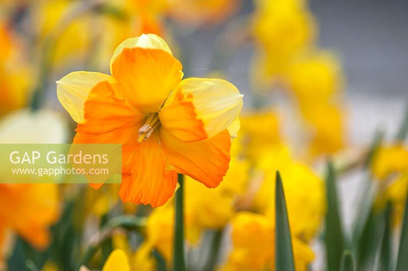 Narcissus 'Orangery'  - Split-cupped Daffodil 'Orangery' 

