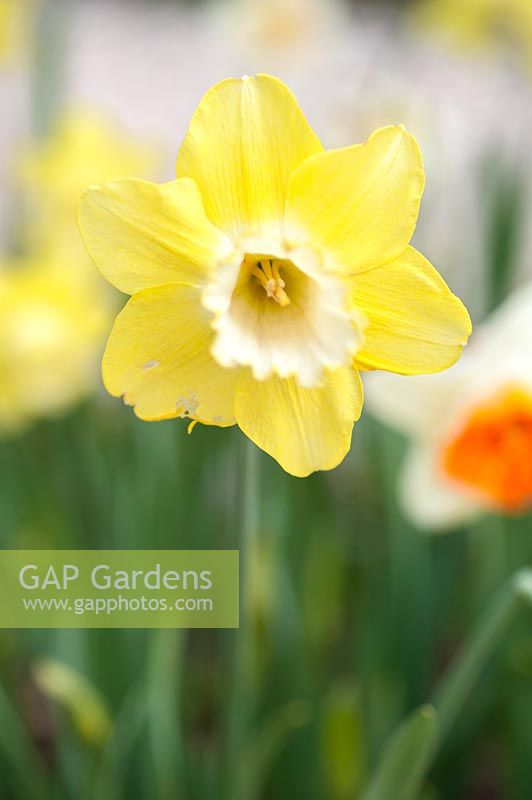 Narcissus 'Avalon' - Daffodil 