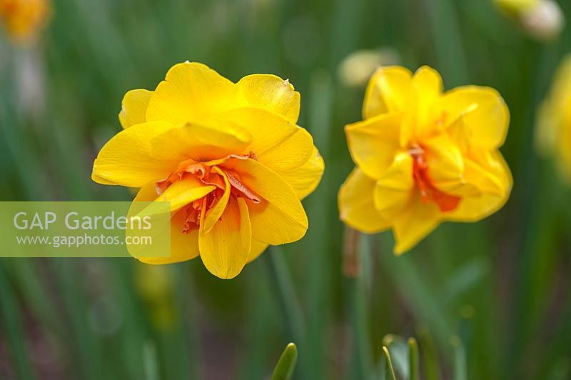 Narcissus 'Tahiti' - Daffodil 